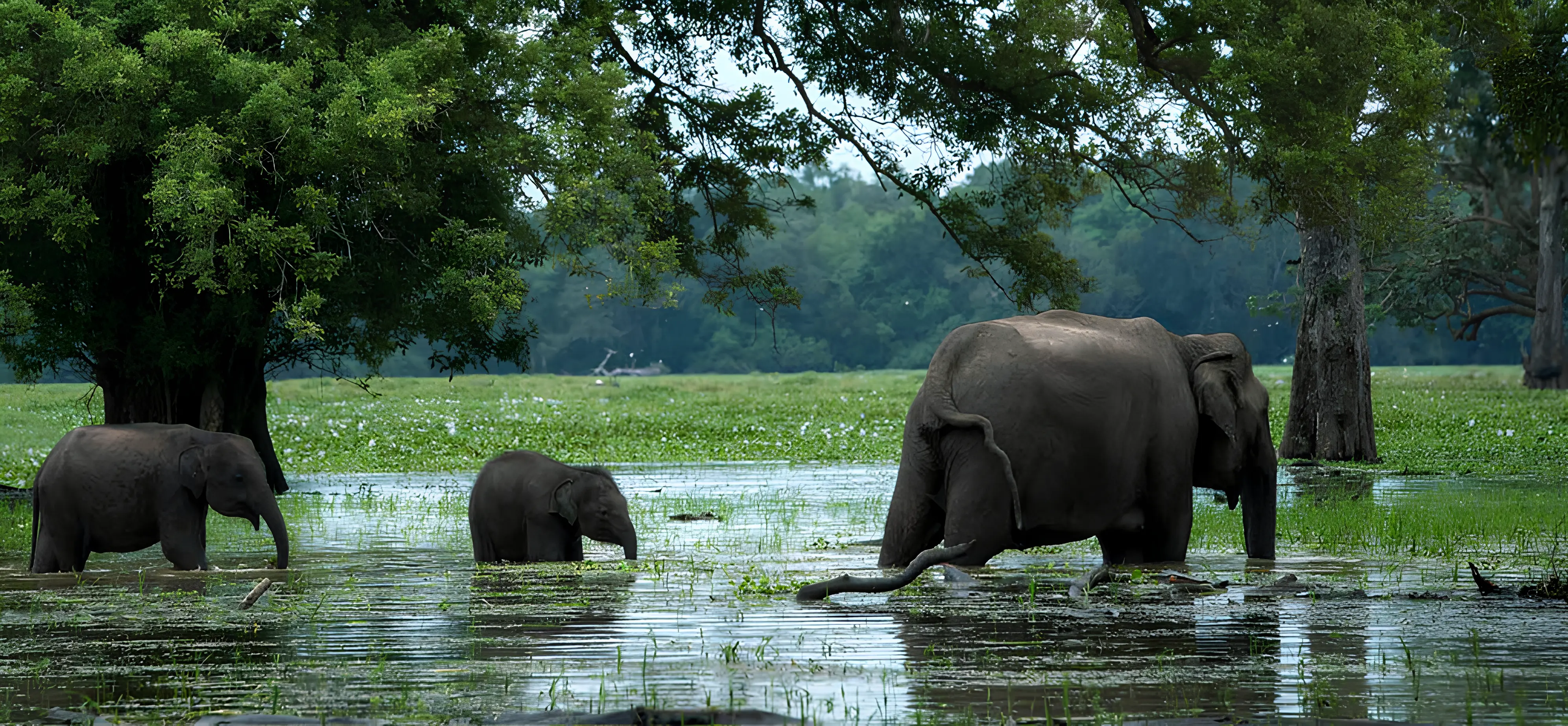 Image of Elephants