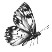 An emerged butterfly