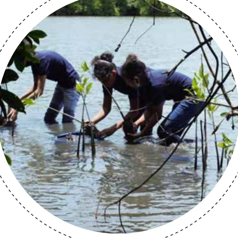 Volunteers planting mangrove saplings in shallow lagoon water during a restoration effort