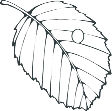 A butterfly egg resting on a leaf