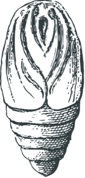 A maturing chrysalis