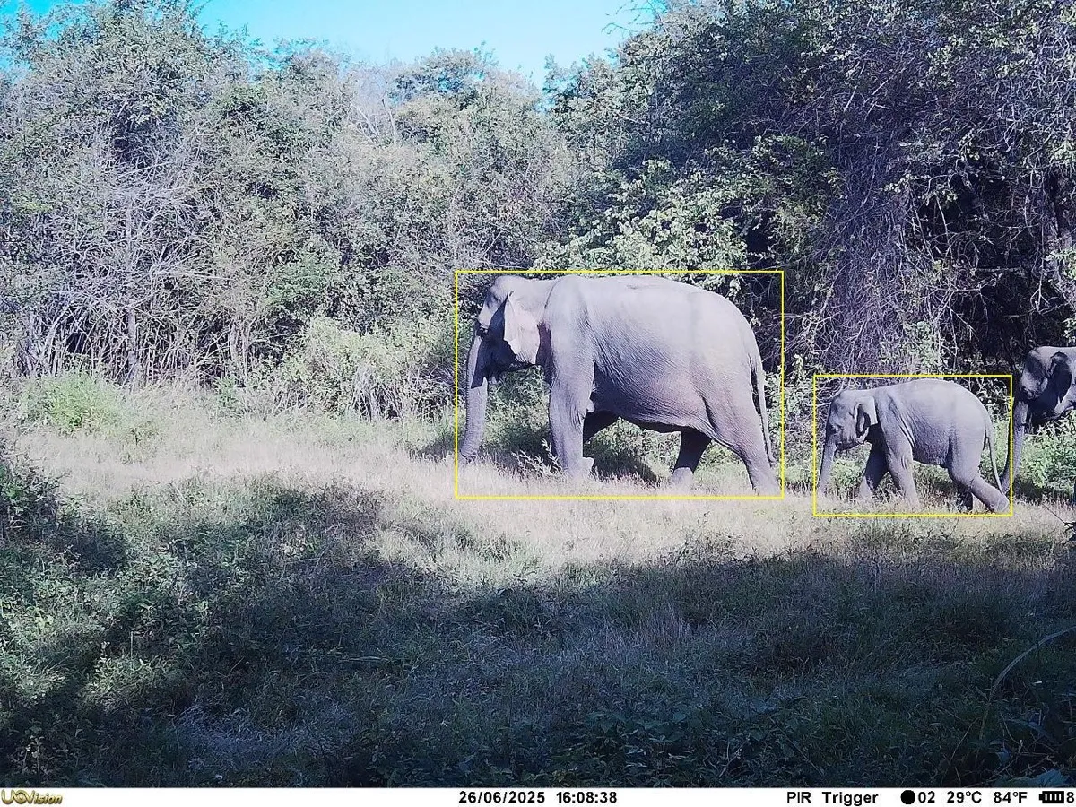 Camera-trap image of an adult elephant and a calf walking through dry-zone scrub, with AI detection boxes