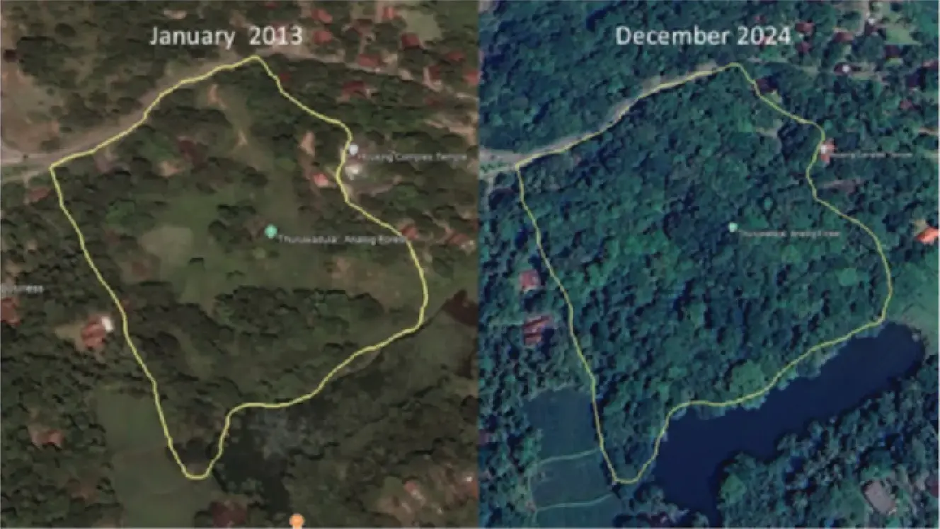 Before-and-after satellite comparison of the Thuruwadula plot: January 2013 (open land) versus December 2024 (dense forest canopy)